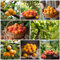 4 pcs aprikosen samen bio - säulenobst winterfeste pflanzen für balkon Aprikosenbaum aprikosen, früchte geschenke für gartenliebhaber deko pflanzen exotische säulenobstbäume bonsai