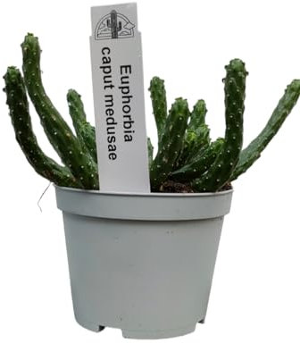 Vivaio Garden Forest Euphorbia Caput Medusae, Pianta Grassa, Pianta vera, Sudafrica, Succulenta, Cactus Medusa, Poca innaffiatura, Concimazione, Pianta da appartamento, Pianta a basso sforzo