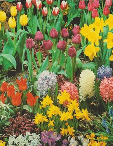 Bundes Blumenzwiebel Paket mit 170 Zwiebeln Tulpenzwiebeln Hyazinthen Muscari Narzissen Iris Allium Krokusse Nr.6