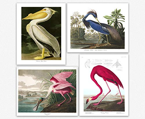 WallBUddy Birds Poster Plakate Drucken Plakatdruck Kunstdrucke - Set of Wall Art Audubon Bird Poster Nature Posters for Biologie Botanischen Wissenschaft Mauer-Dekor for Home Office Decor (20 x 25cm)