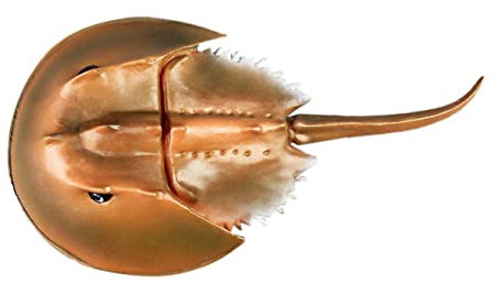 ibasenice Spielzeug Simulationsmodell Kind Anzeige