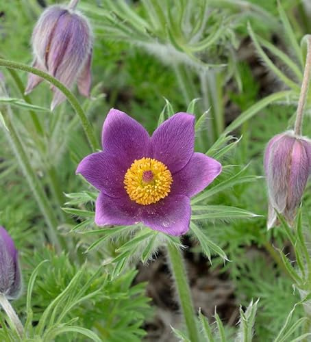 Gewöhnliche Kuhschelle - Pulsatilla vulgaris - lebende Gartenpflanze aus den Baumschulen
