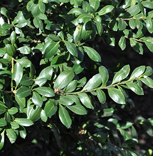Japanische Stechpalme Strong Caroline 60-80cm - Ilex crenata - lebende Gartenpflanze aus den Baumschulen