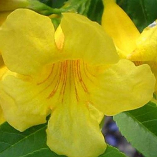 Tronadora Seeds (Tecoma stans) Packet of 20 Seeds