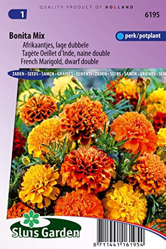 Tagète Oeillet d´Inde naine double Bonita Mix - Graines De Fleurs Annuelles