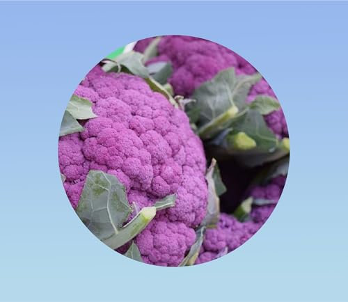 200 graines de chou fleur violet de sicile - RARE - goût sucré et savoureux