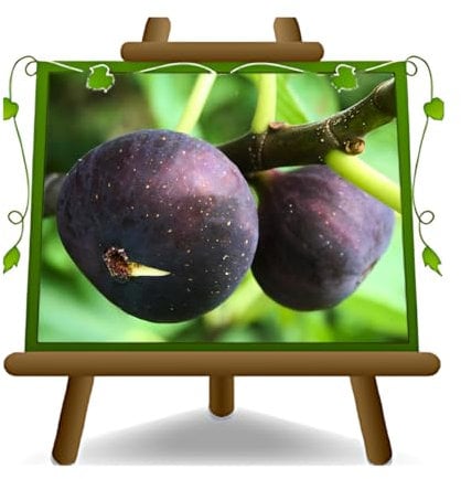 Fico Brogiotto Nero – Pianta da frutto antico su vaso da 20 - max 170 cm - 2 anni