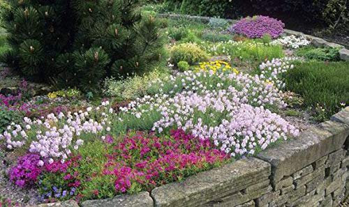 Six Alpine Garden Ready Hardy Perennial Flowering Plants 9cm Pot Grown Not Plugs