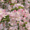 30 pcs begonien pflanzen samen - büropflanzen,Malus spectabilis,begonia begonie bienenweide saatgut blumenwiese samen bäume wildblumensamen mehrjährig pflanzenkübel schmetterlingsflieder