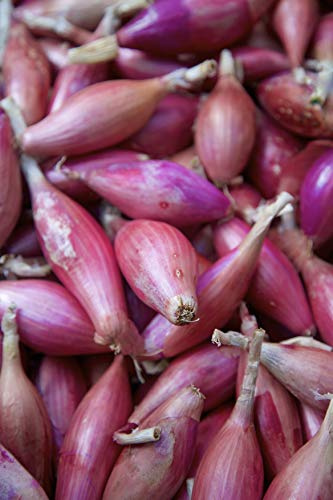 Seedeo® Zwiebel Rossa lunga di Firenze (Allium cepa L.) ca. 200 Samen BIO