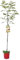 Nogal Natural Árbol Frutal - Árbol de Nueces - DECOALIVE