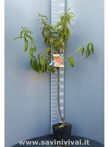 SAVINI VIVAI Pianta di Pesconoce Armking Piante da Frutto Albero di Pesca in Vaso 22-24 cm 2-3 Anni Altezza 130-150 cm Made in Italy