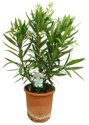 ADELFA BLANCA | Maceta 25CM | Altura 60-80CM | Valadre | Nerium Oleander | Arbusto Florido | Adaptable al clima | Perenne | Bajo Mantenimiento | Flores Blancas