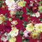 IHR Ideal Home Range - Papierservietten Vintage Rose rot 20 Stück Lunch-Servietten