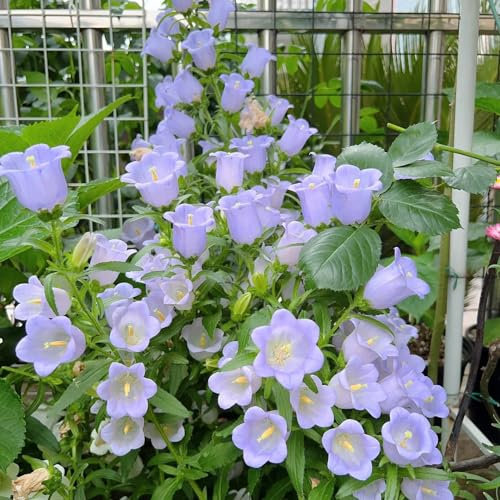 100 pcs glockenblume winterhart samen - Campanula medium - schnittblumen samen, zimmerpflanzen samen Marienglockenblume samen garten blumen winterhart, kletterpflanzen winterhart gartengeschenke