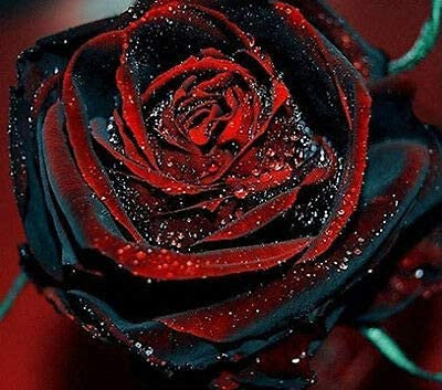 Semi di Fiori Rosa Nera Sanguigna