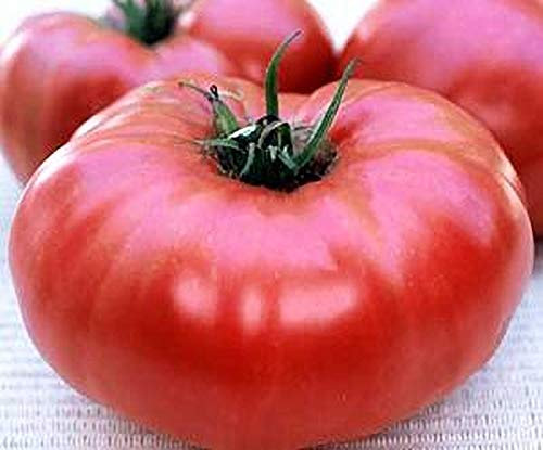 Pase Seeds Brandywine Pink Potato Leaf Tomato Seeds