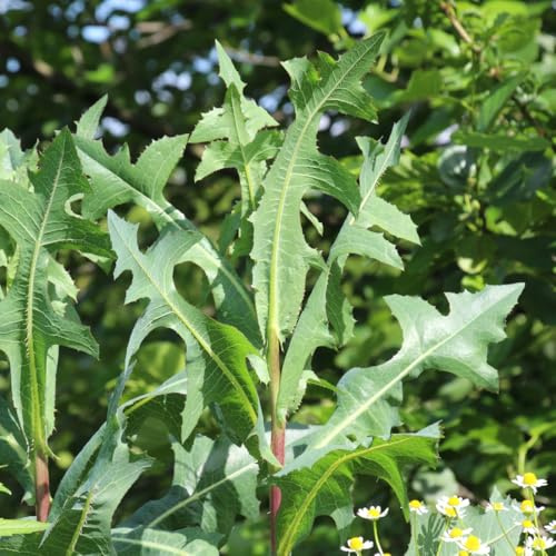Earthcare Seeds Wild Lettuce 50 Seeds (Lactuca virosa) Heirloom - Non GMO - Open Pollinated