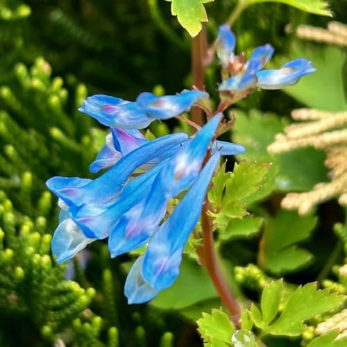 200 pz Semi di speronella, Corydalis solida, Balcone del giardino delle erbe, semi di bonsai aiuole rialzate per semi di orto Semi di erbe medicinali, letto da balcone erbe da giardino,