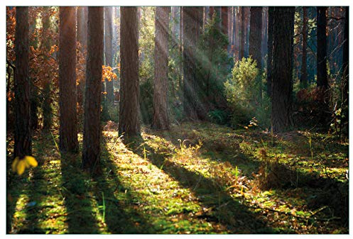 Wallario Küchenrückwand selbstklebend 90 x 60 cm, Motiv: Sonnenstrahlen im Herbstwald | Spritzschutz abwischbar & pflegeleicht