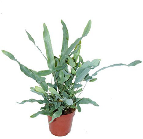 Exotenherz - Goldtüpfel-Farn Blue Star, Phlebodium aureum, 12cm