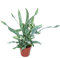 Exotenherz - Goldtüpfel-Farn Blue Star, Phlebodium aureum, 12cm