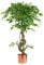 Leaf Realistic Artificial Japanese Fruticosa Ficus Tree, Twisted Copper, 120 cm (4ft)