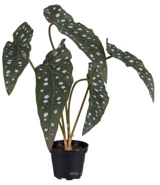 Artificielles.com - Begonia Dummy Maculata in Pot, 5 Large Various Leaves, Height 35 cm