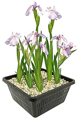 vdvelde.com - Rosa Lis - 4 Stück - 1 Teichkorb - Sumpf schwertlilie Laevigata Rose Queen - - Sumpfpflanze- Ausgewachsene Höhe: 80 cm- Platzierung: -1 bis -10 cm