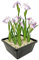 vdvelde.com - Rosa Lis - 4 Stück - 1 Teichkorb - Sumpf schwertlilie Laevigata Rose Queen - - Sumpfpflanze- Ausgewachsene Höhe: 80 cm- Platzierung: -1 bis -10 cm
