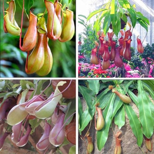 PERZOE 120 Stück Samen, Kannenpflanze Purpurea Laub fleischfressende Schattierungen Blumengarten Dekor