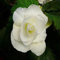 90 graines de fleurs de bégonia blanc