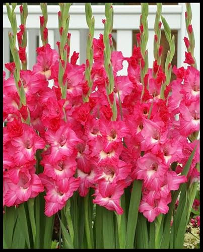 Se Venden Bulbos De Gladiolos, Ligeros, Ornamentales, Muy Adaptables, Especies Raras, FáCiles De Germinar, Hermosas Flores.-15 Bulbos-I