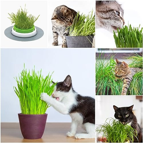 500 pcs katzengras samen bio - gemüse anzucht plantura gartenpflanzen Wheatgrass balkon gemüse saat dachbegrünung biosaatgut gemüsesaat kräuterbeet kübelpflanzen winterhart mehrjährig