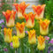 Tulpenzwiebeln, Winterhart MehrjäHrig,Gartenpflanzen, Winterhart，Hydrokultur,Tulpen Zwiebeln MehrjäHrig,Gartenliebhaber,SchöN,Blumenzwiebeln,Tulpen-5zwiebeln-I