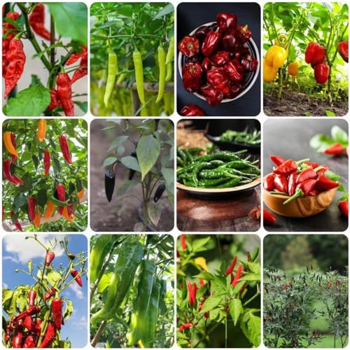 chili samen winterharte pflanzen für garten bio samen gemüse balkon chilli samen gemüsesamen alte sorten chilisamen chili samen jalapeno kräutergarten - Seltene Pflanzen - 150pcs