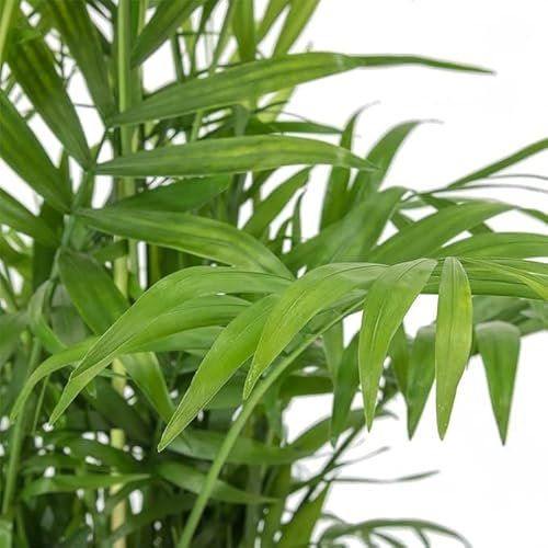 Carbeth Plants - Indoor Plants - Build Your Own Houseplant Collection - 7cm to 9cm Pots - Chamaedorea elegans - Parlour Palm in 9cm Pot