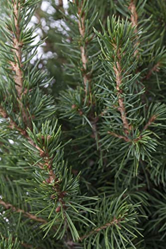 Picea glauca 'Conica' 30-40 cm - Zuckerhutfichte, immergrün, kegelförmig, ideal für Kübel und Rabatten, pflegeleicht, winterhart