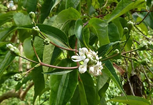 Sieben-Söhne-des-Himmels-Strauch Heptacodium miconioides Pflanze 15-20cm Rarität
