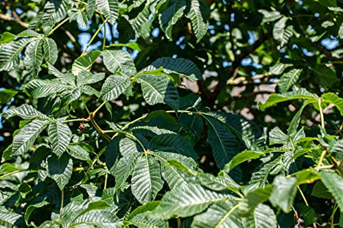 Aesculus parviflora 40–60 cm – Winterhart, Mehrjährig, Pflegeleicht – Strauchkastanie – Zierstrauch für Garten & Schattenbereiche