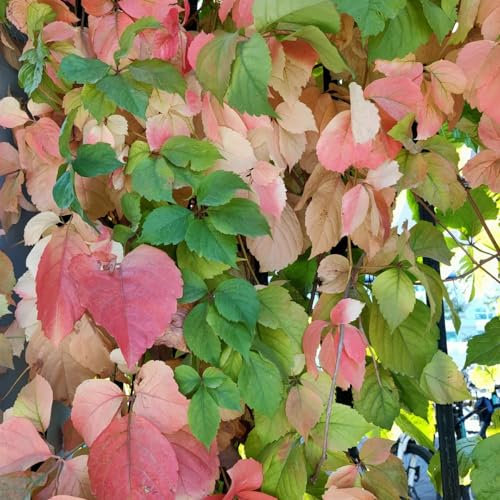 300 pz Semi di Parthenocissus tricuspidata (vite vergine) Vino selvatico le piante rampicanti sono resistenti coltivazione del seme regalo piante pendenti perenni resistenti piante