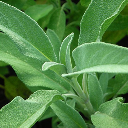 Blumixx Stauden Salvia lavandulifolia - Spanischer Salbei, im 0,5 Liter Topf, violett blühend