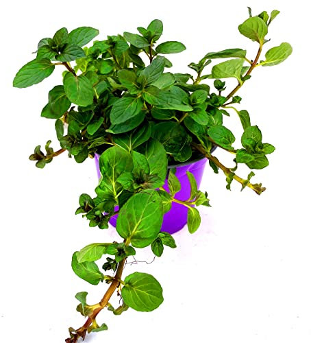 Schokoladen Minze Mentha x piperita Kräuter Pflanze 2stk.