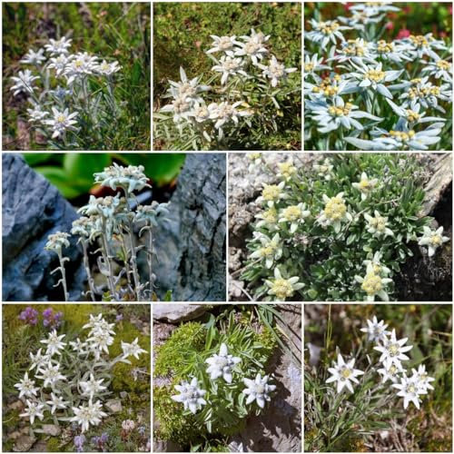 200 pcs edelweiss deko samen - topfpflanzen draußen winterhart kräuter pflanzen Leontopodium alpinum,Alpen-Edelweiß pflanzenkübel mini garten nachhaltige produkte blumenwiese wildflower
