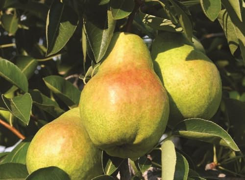 Direct Plants Pear Williams Bon Chretien Fruit Tree 6ft Tall Supplied in a 12 Litre Pot