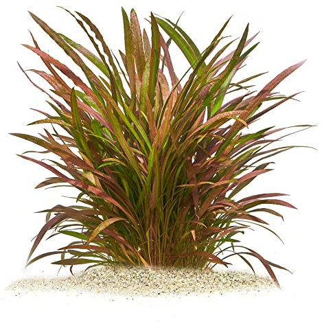 Cryptocoryne spiralis 'Red' - Roter Spiral Wasserkelch in vitro XL - 8,5cm Bechergröße - Mittelgrund Wasserpflanzen für Aquarien