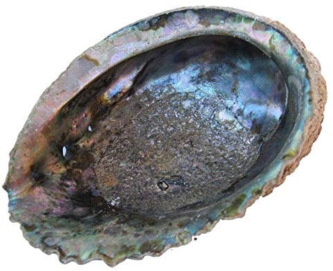 WLM Coquille d'Abalone S