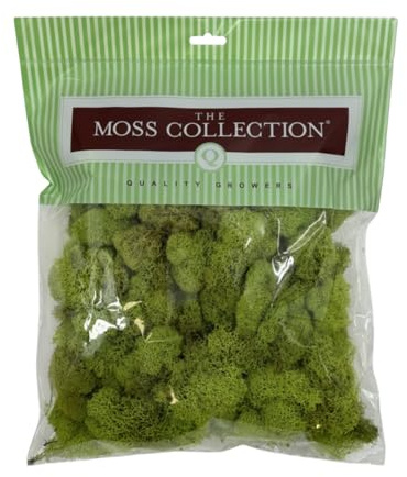 Quality Growers Reindeer Moss, Preserved Moss, Chartreuse, Medium 1-Pack