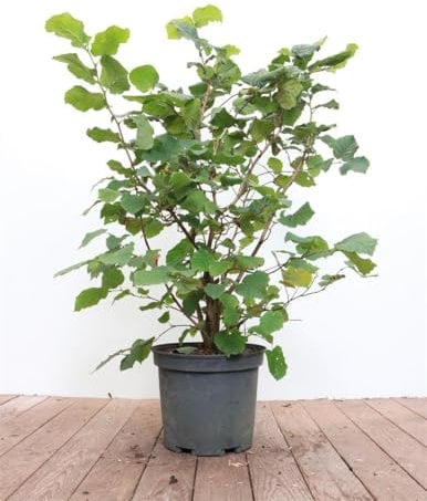 Corylus avellana 40-60 cm – Winterhart, Mehrjährig, Pflegeleicht – Haselnussstrauch – Heckenpflanze für Garten & Sichtschutz