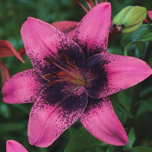 Lilienzwiebeln Asiatische Lilie Lilium Zwiebeln Onion Knollen Winterhart Frische mehrjährig duftenden Prachtblüten Hochgewachsene Lilie (Purple Dream)